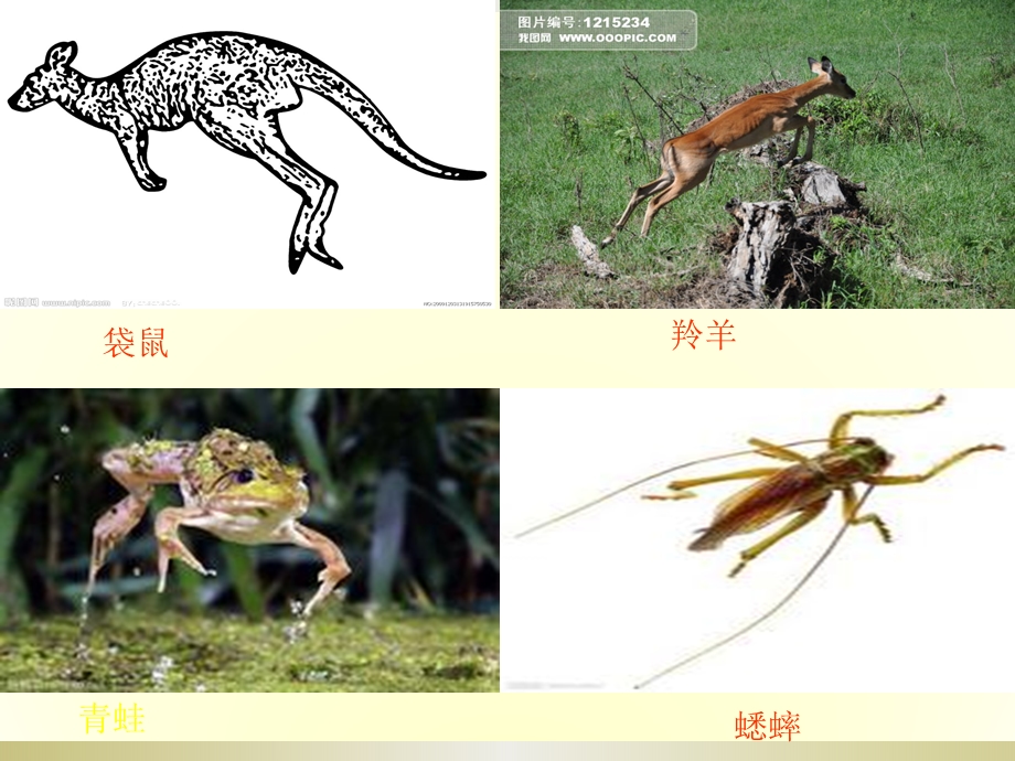 小学体育《立定跳远》教学课件1.ppt_第2页