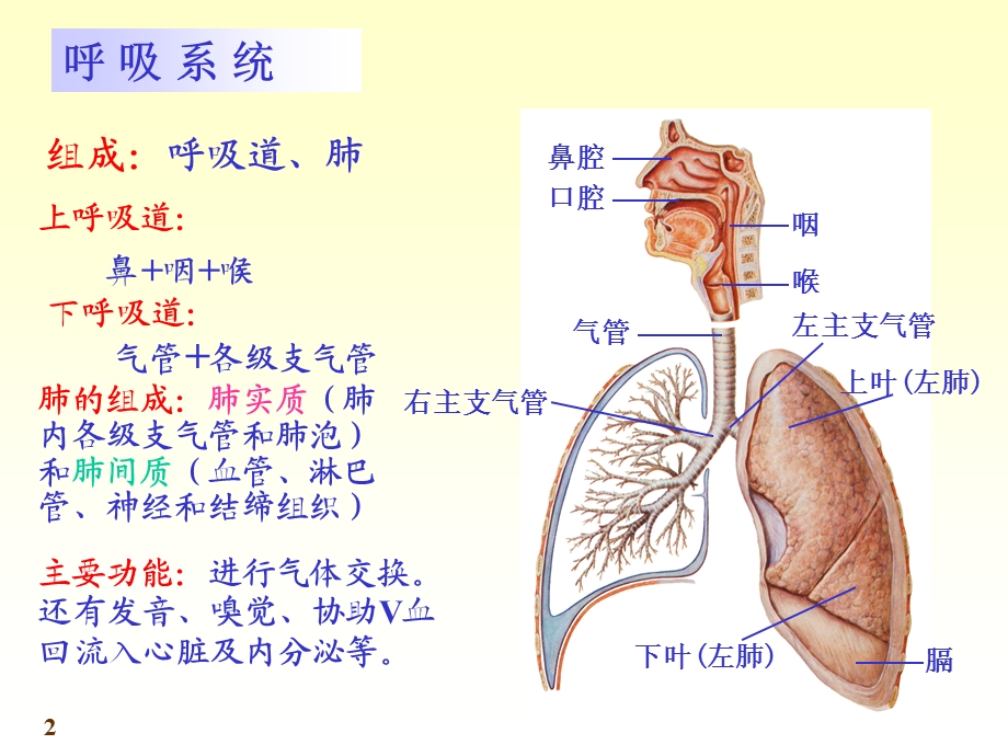 系统解剖学呼吸系统PPT.ppt_第2页