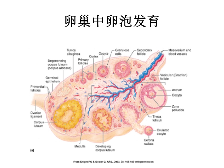 千日成教授幻灯翻译.ppt_第2页