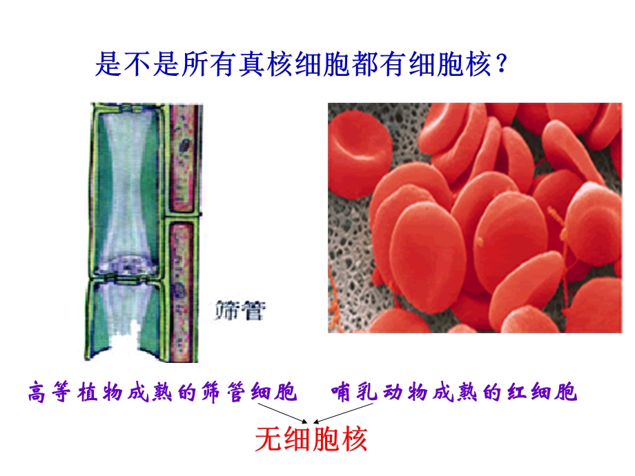 人教版高中生物课件：细胞核—系统的控制中心.ppt_第2页