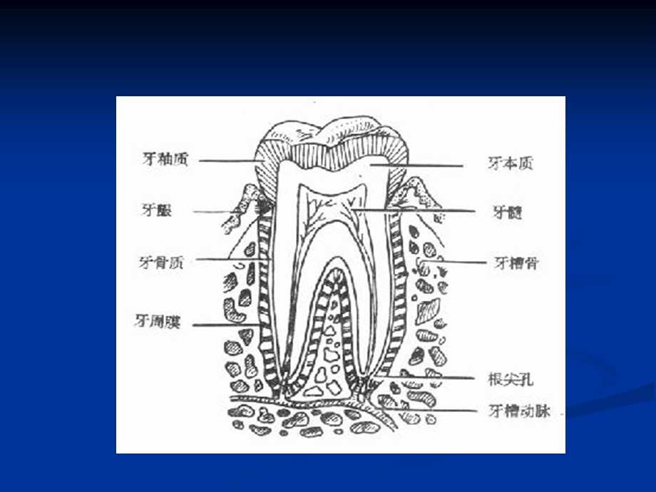 第四章 牙体牙髓病.ppt_第3页