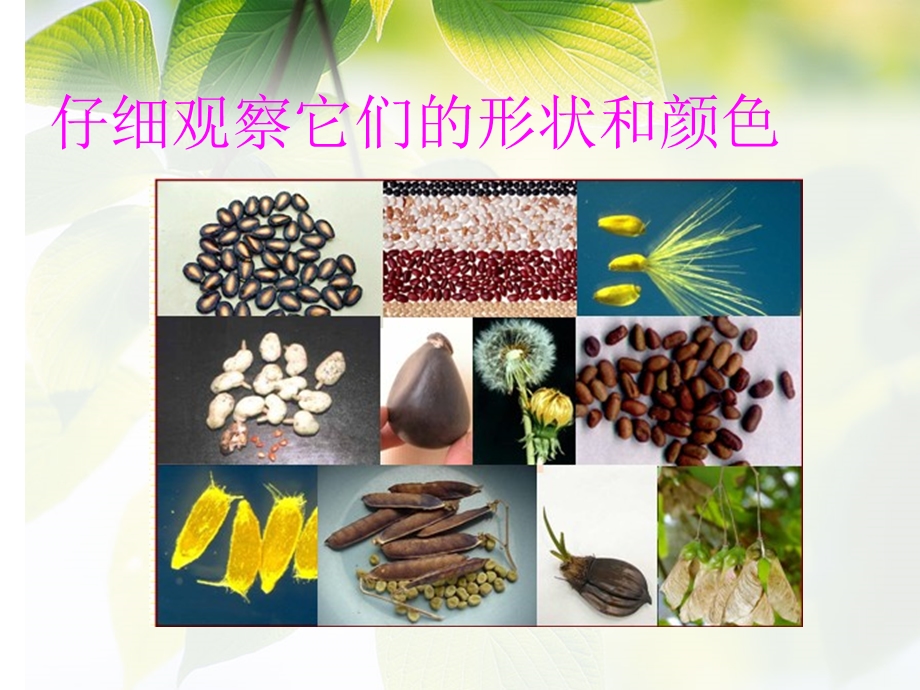 人美版小学美术三年级上册《植物籽粒拼图用》课件.ppt_第2页