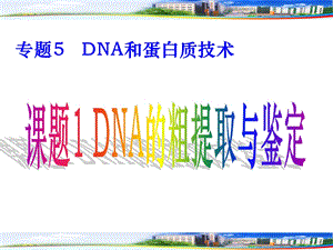 专题五 课题1：DNA的粗提取与鉴定.ppt.ppt