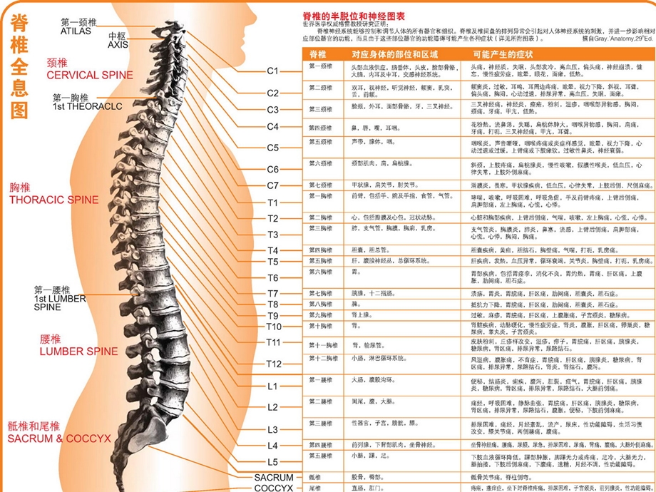 针灸人体穴位图大全[精华].ppt_第3页