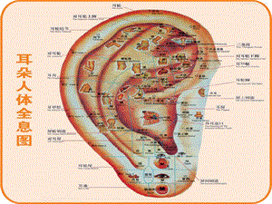 针灸人体穴位图大全[精华].ppt