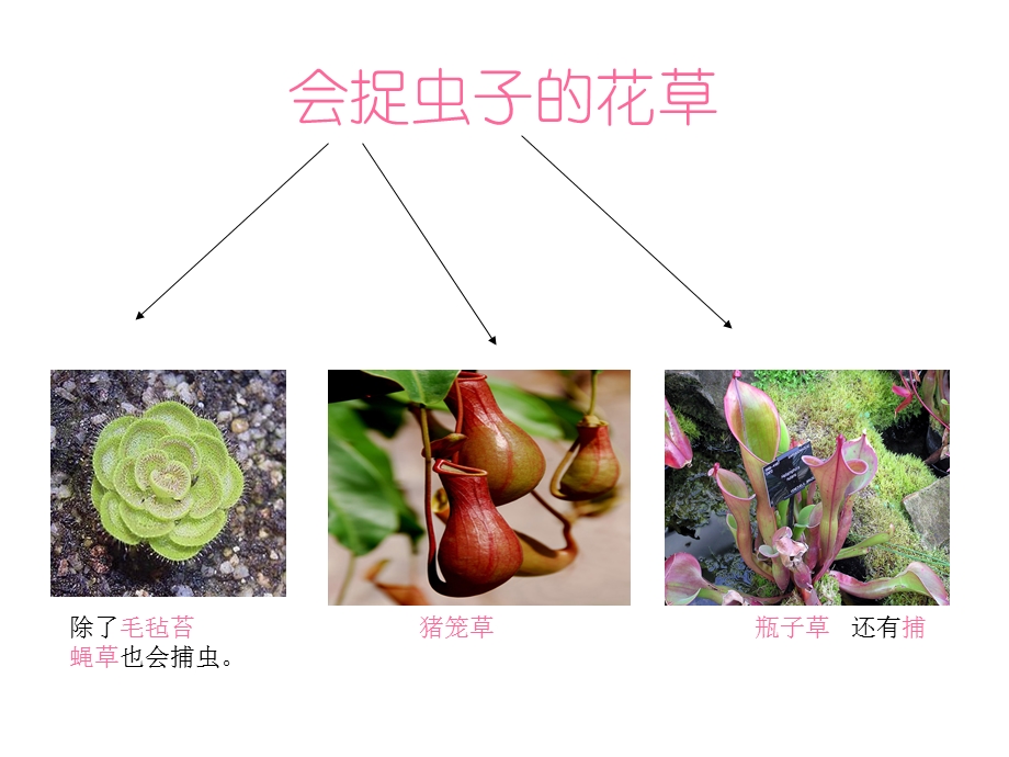 科学奇特的花草.ppt_第2页