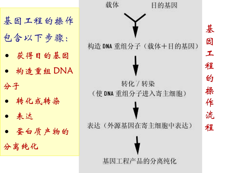 目的基因的制备(一)(1).ppt_第1页