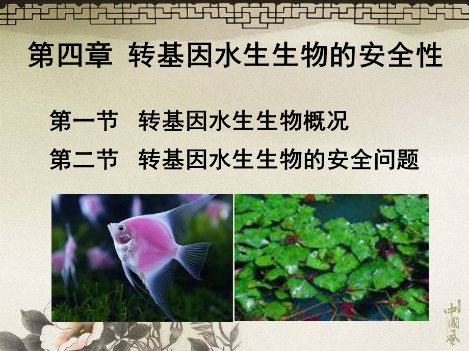 第四章 转基因水生生物的安全性.ppt_第1页