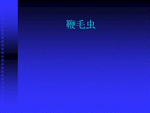 人体寄生虫学——鞭毛虫(杜氏利什曼原虫、蓝氏贾第鞭毛虫_、阴道毛滴虫).ppt