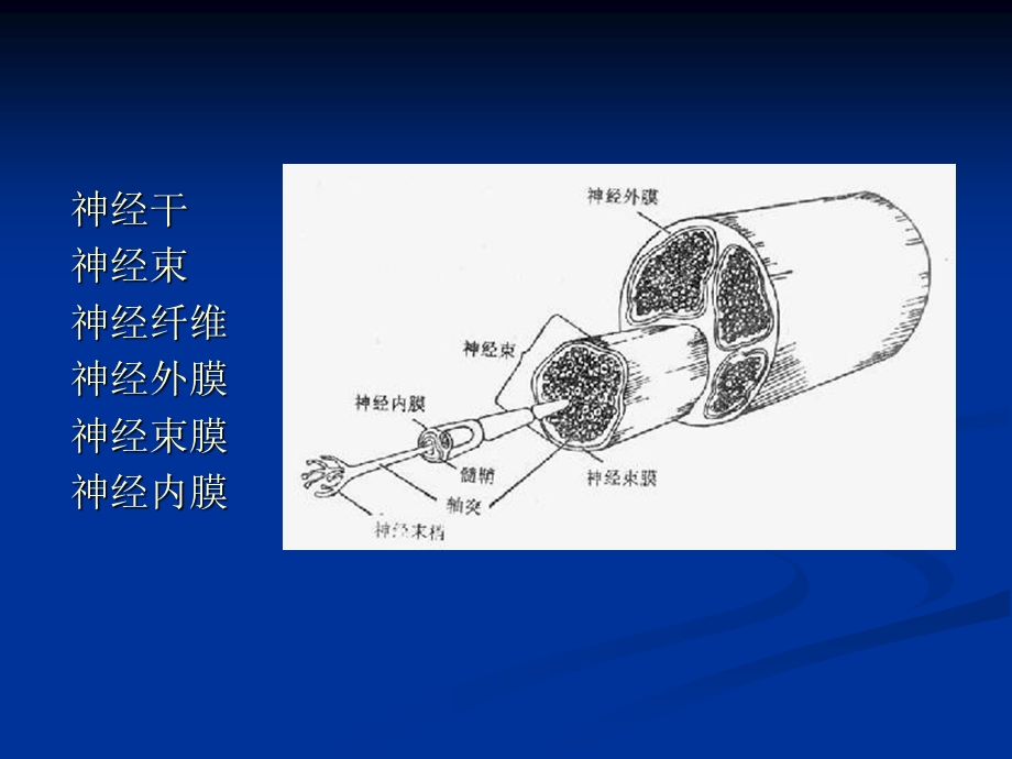 医院周围神经病讲稿PPT(1).ppt_第3页