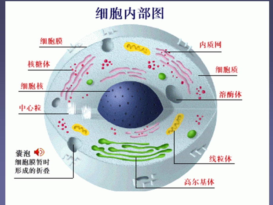 细胞结构(2).ppt_第2页