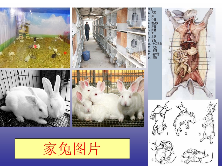 兔的饲养管理.ppt_第1页