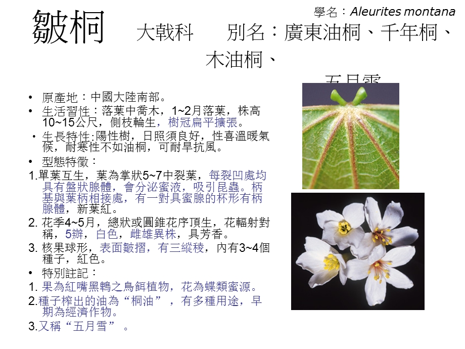 景观乔木白色花类介绍PPT.ppt_第3页