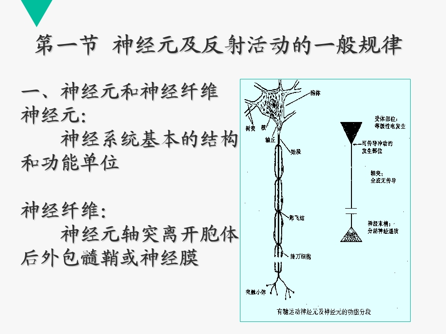 神经活动规律感觉功能.ppt_第2页