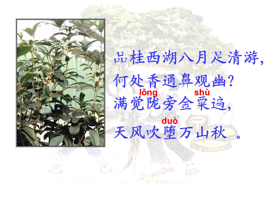 人教版小学语文课件《桂花雨》 .ppt_第3页