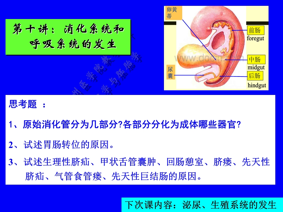 第十讲：消化、呼吸的发生(1).ppt_第1页