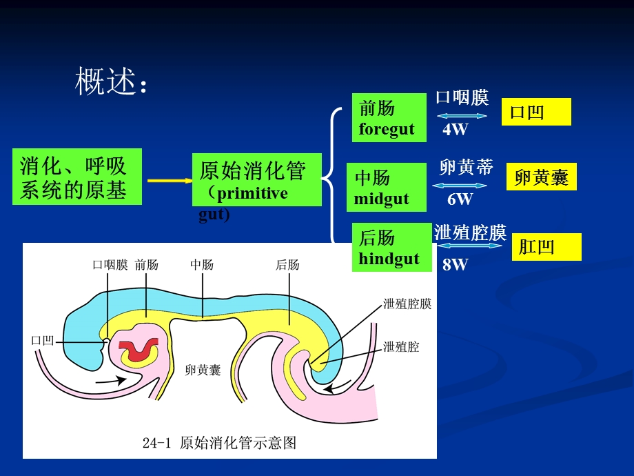 第十讲：消化、呼吸的发生(1).ppt_第3页