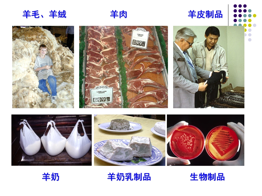 肉羊养殖资料(新).ppt_第2页