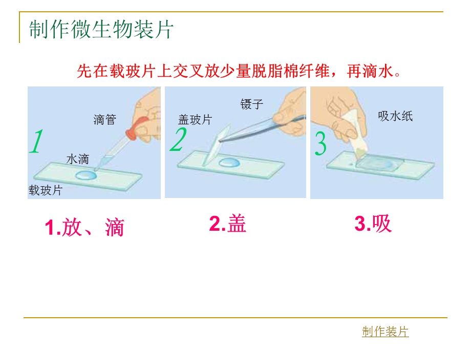 教科版小学科学六年级下册课件《用显微镜观察身边的生命世界（三）》 .ppt_第2页