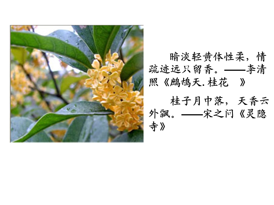 人教版小学语文课件《桂花雨》 (1).ppt_第1页