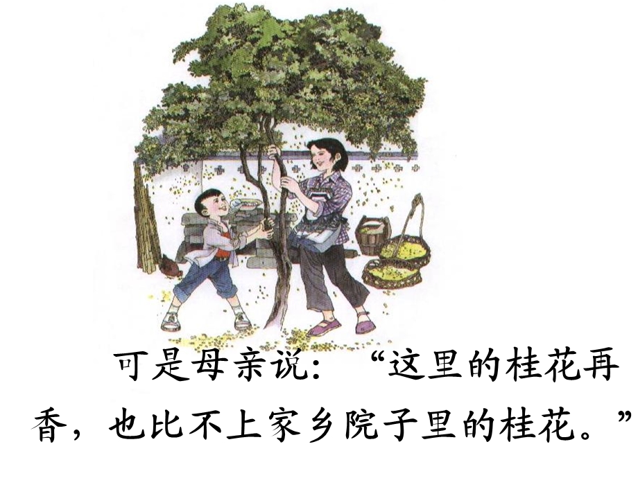 人教版小学语文课件《桂花雨》 (1).ppt_第2页