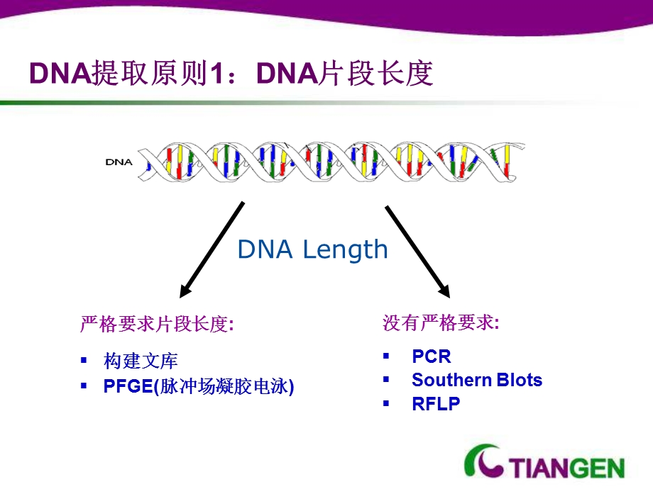 DNA 提取与保存.ppt_第3页