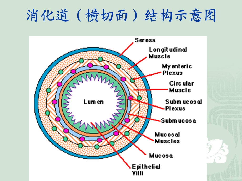 第六章消化与吸收.ppt_第3页