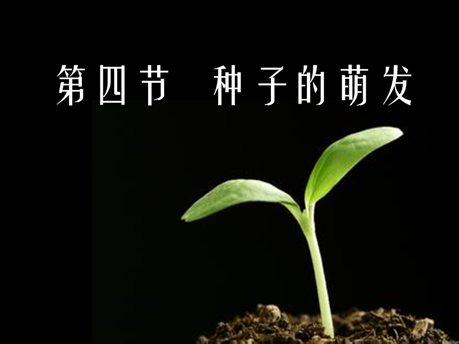 济南版八年级生物上册《第四节种子萌发》课件.ppt_第1页