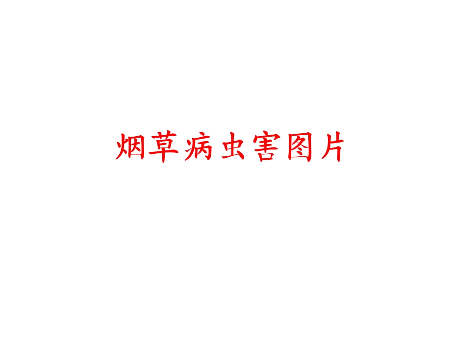 烟草病虫害图片(修改).ppt_第1页