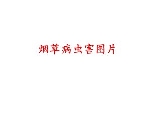 烟草病虫害图片(修改).ppt