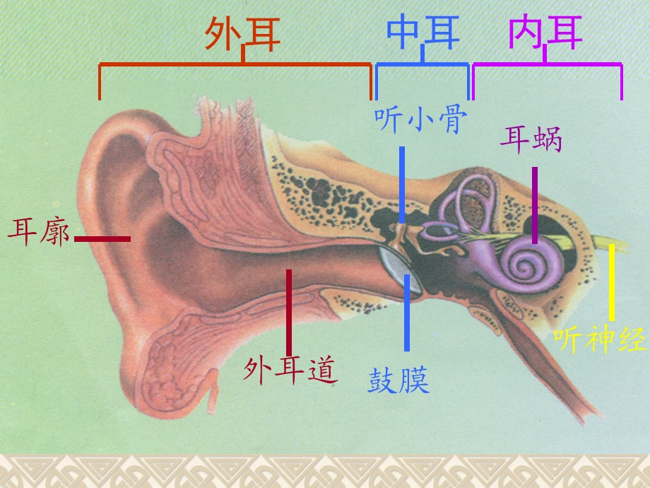 青岛版小学科学《怎样听到声音》课件.ppt_第3页