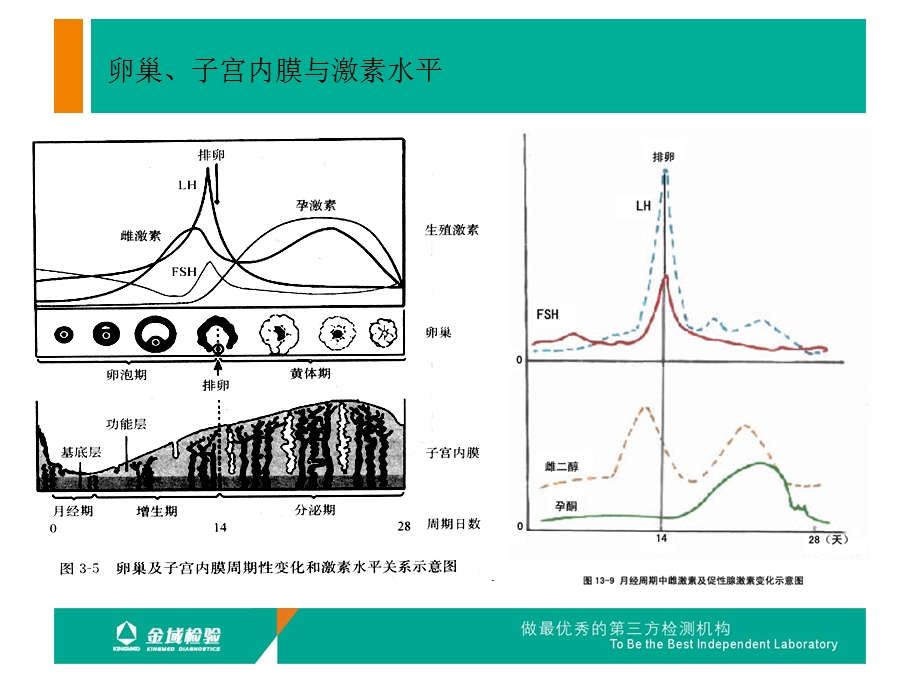 [终稿]性激素临床应用.ppt_第3页