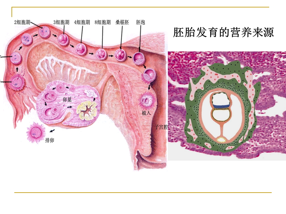 第八讲心血管发生(1).ppt_第3页