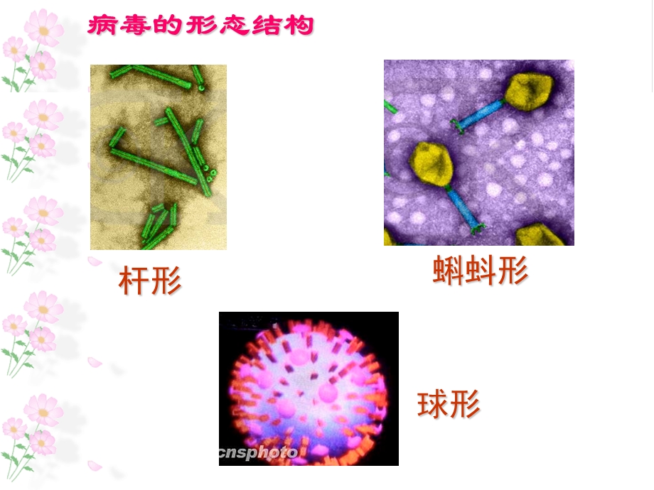 青岛版小学科学《病毒》课件.ppt_第2页