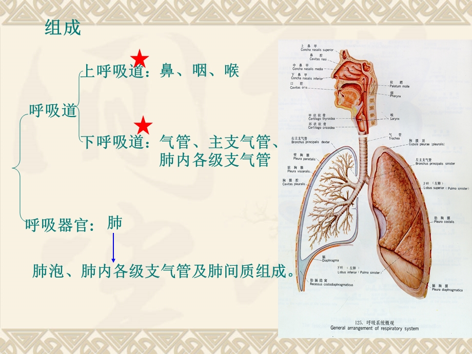 人体解剖学3-呼吸系统.ppt_第2页