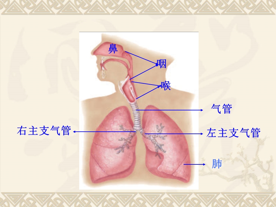 人体解剖学3-呼吸系统.ppt_第3页