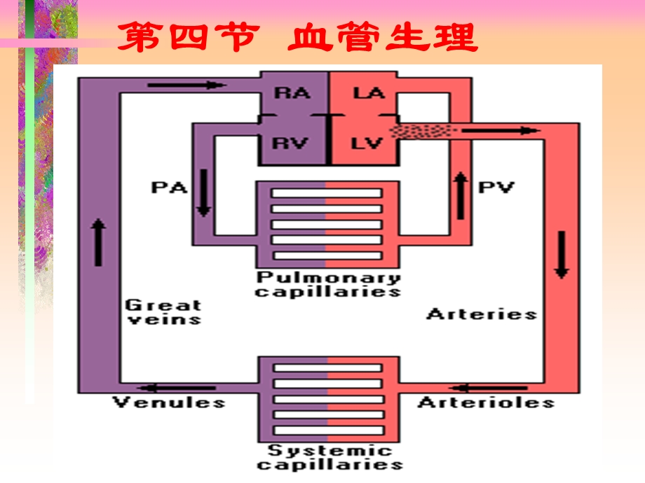 第6章_循环系统的结构与功能5.ppt_第3页