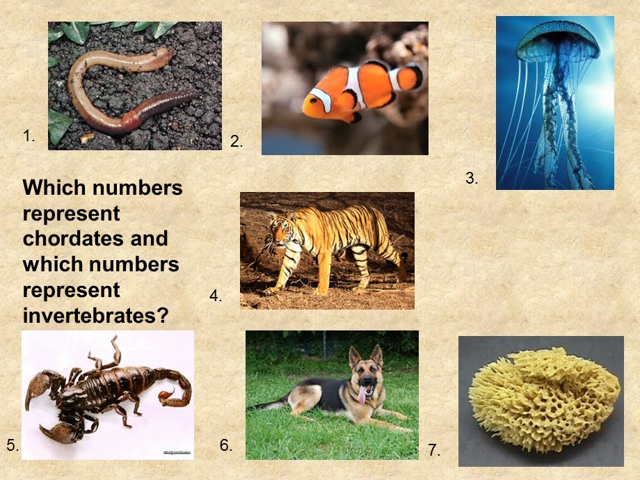 252 animal body plans and evolution - laurelscience - … .ppt_第1页