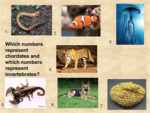 252 animal body plans and evolution - laurelscience - … .ppt