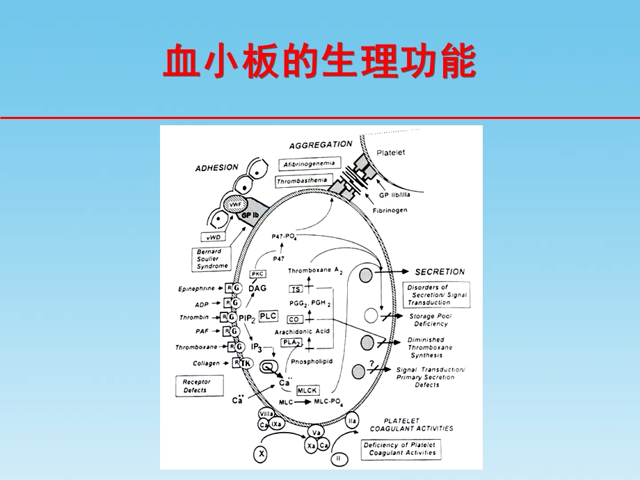 抗血小板药的临床选择(1).ppt_第2页