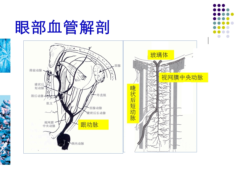 眼部疾病的超声诊断.ppt_第3页