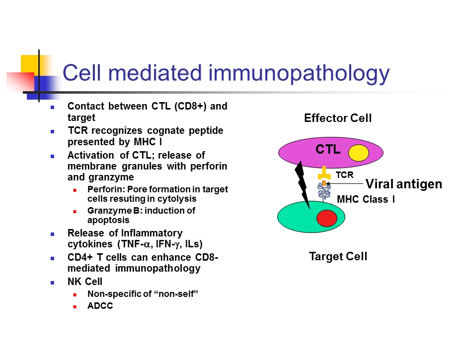 Virus-Induced Immunopathology.ppt_第2页