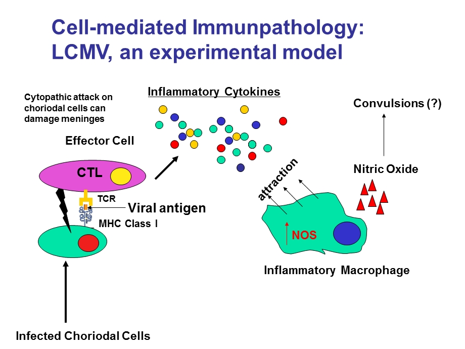 Virus-Induced Immunopathology.ppt_第3页