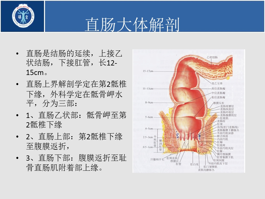 直肠癌术前分期(1).ppt_第2页