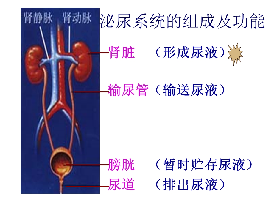 20141104_肾功能及早期肾损伤检验.ppt_第2页