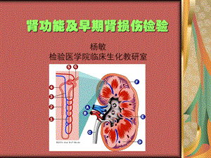 20141104_肾功能及早期肾损伤检验.ppt