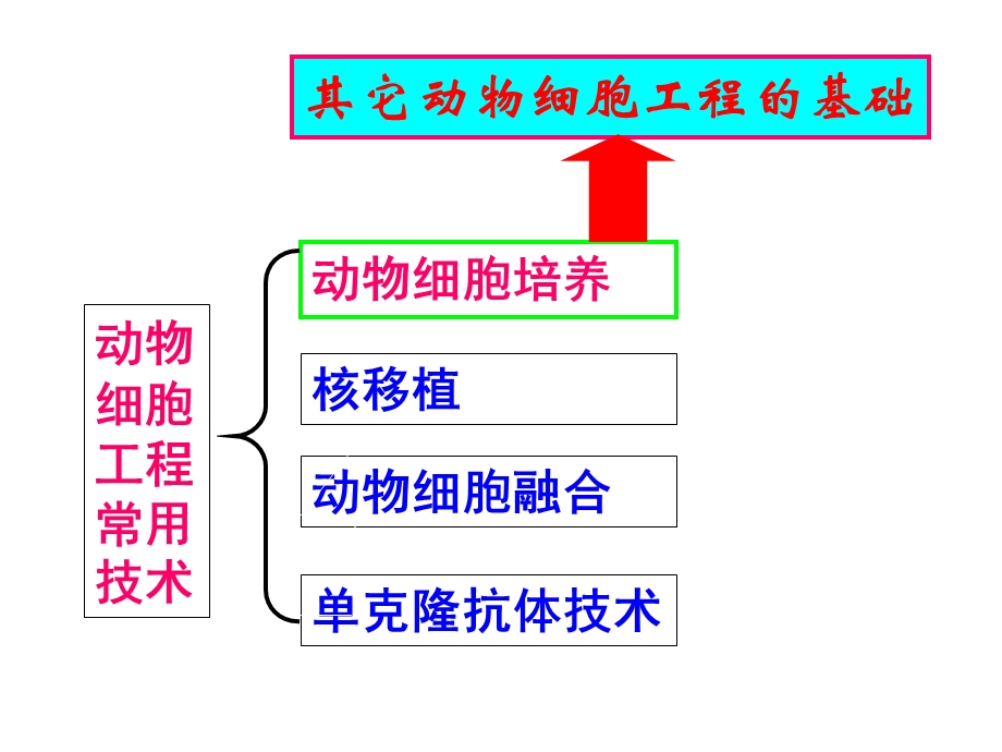 动物细胞工程教学PPT.ppt_第3页