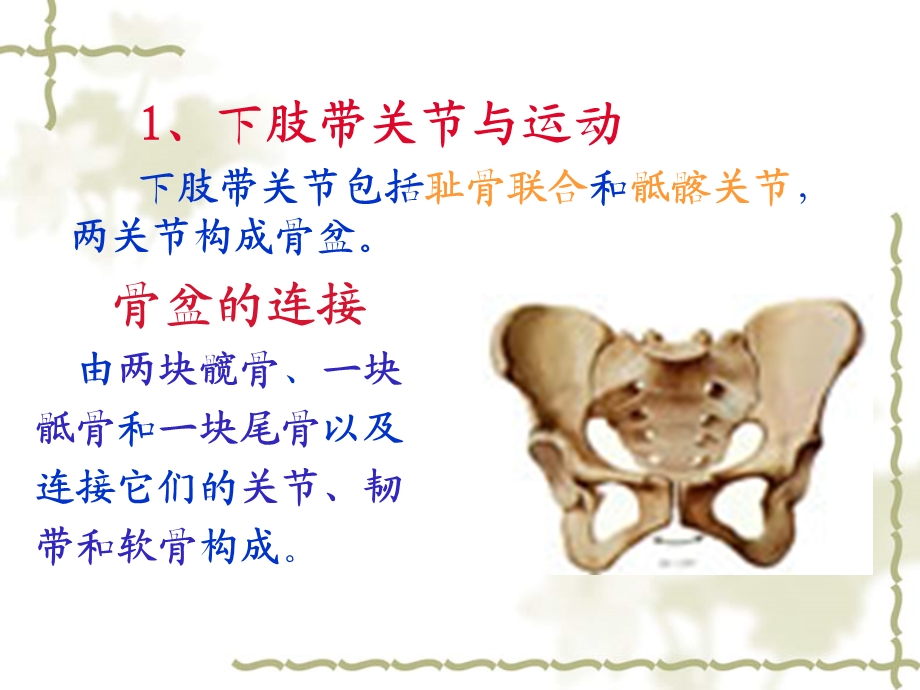 12级运动解剖学3(1).ppt_第2页