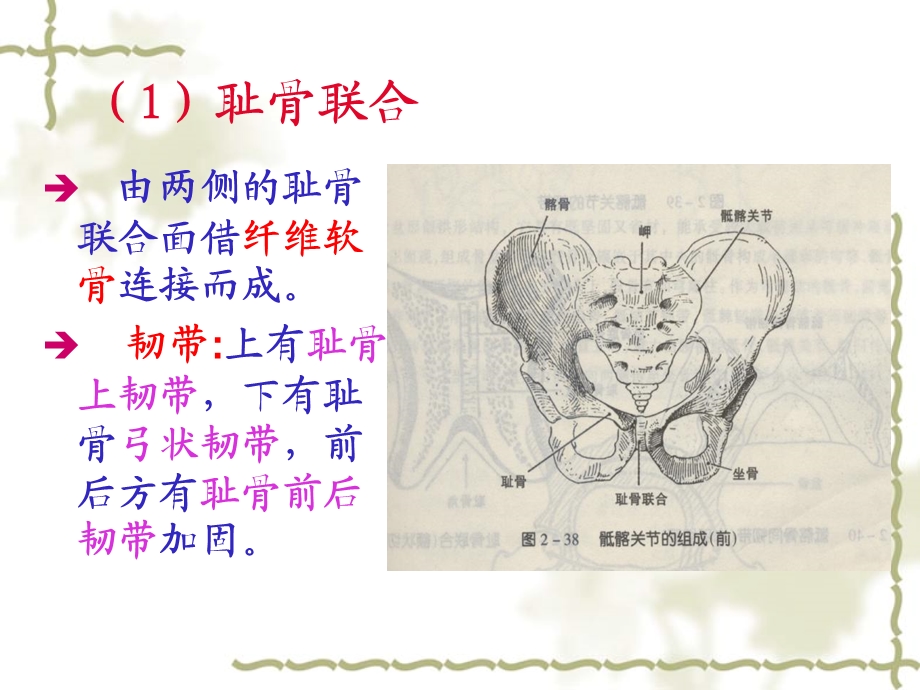 12级运动解剖学3(1).ppt_第3页