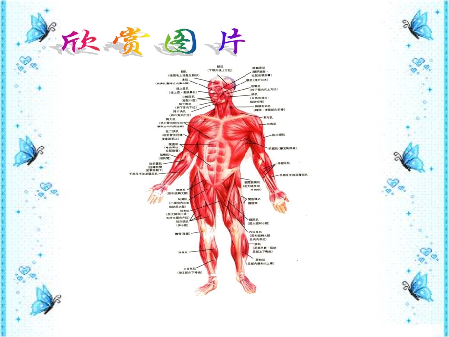 青岛版小学科学三年级下册《肌肉》课件.ppt_第2页